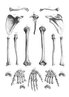 Human Arm and Hand Bones Diagram