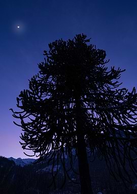 Silhouetted Tree at Dusk