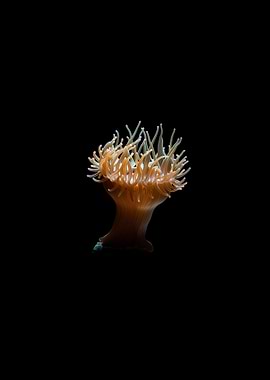 Sea Anemone on Black Background