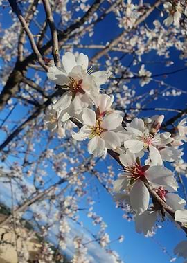 Almond Blossom Tree