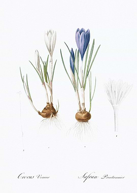 Crocus Vernus & Safran Printanmier