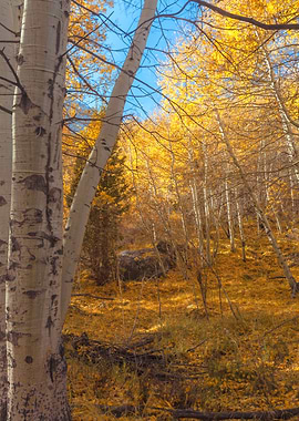 Golden Aspen Forest