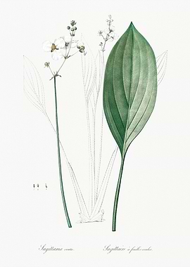 Botanical Illustration of Sagittaria