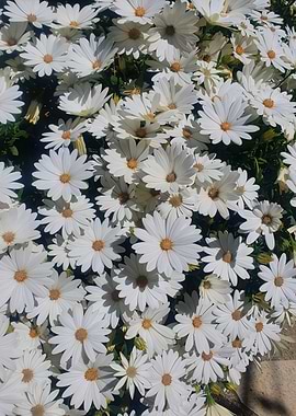 White Daisies in Bloom