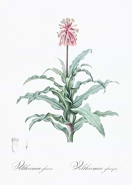 Veltheimia Glauca Illustration