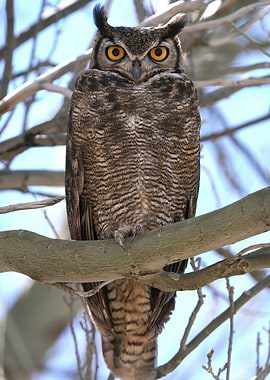 Great Horned Owl on Branch