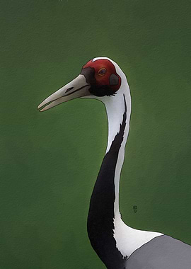White-naped Crane Portrait