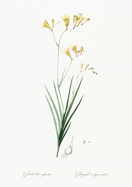 Botanical Illustration of Gladiolus