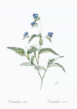 Blue Flower Illustration