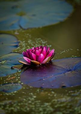 Pink Water Lily