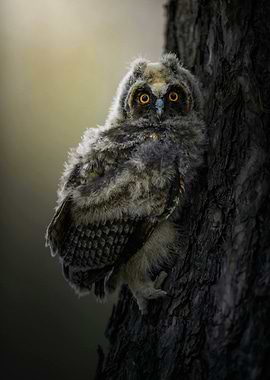 Young Owl on Tree Trunk