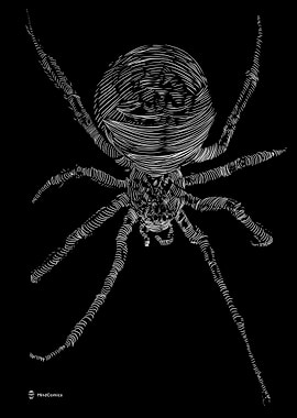 Spider Line Art