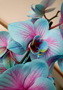 Blue and Pink Orchid