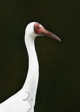 Siberian Crane Portrait