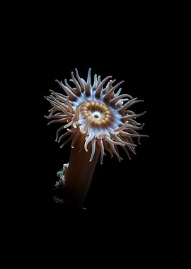 Sea Anemone Close-up