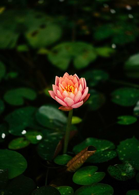Pink Water Lily