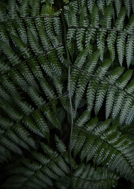 Fern Fronds Close-Up