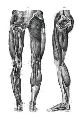 Human Leg Muscles Anatomy