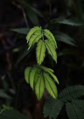 Green Leaves in Dark Forest