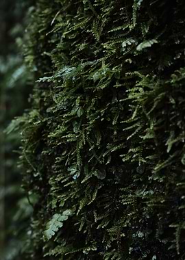 Moss Covered Tree Bark