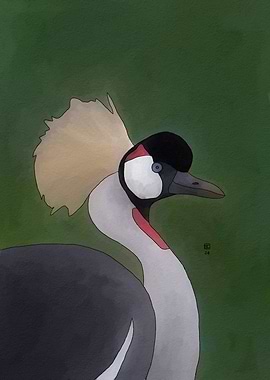 Grey Crowned Crane Illustration