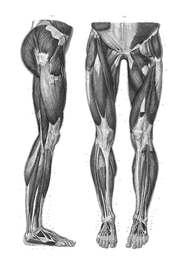 Human Leg Muscles Anatomy