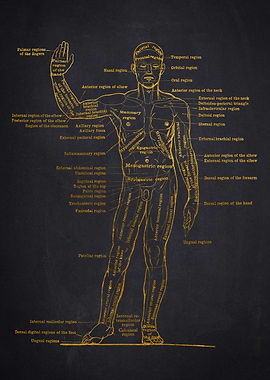 Human Anatomy Diagram