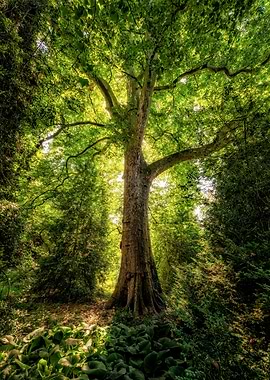 Sunlight Through Trees