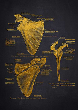 Right Scapula Anatomy