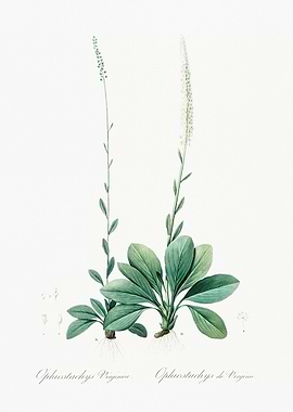 Botanical Illustration of Ophiostachys