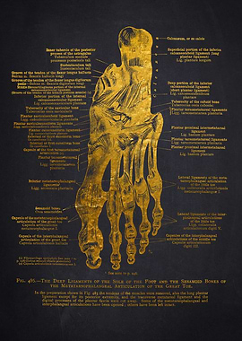 Foot Anatomy Diagram