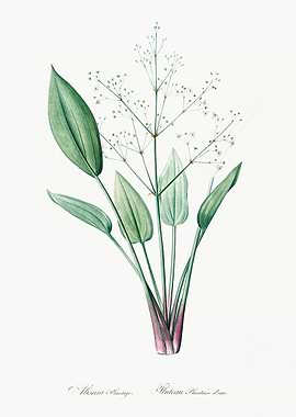 Water Plantain Illustration