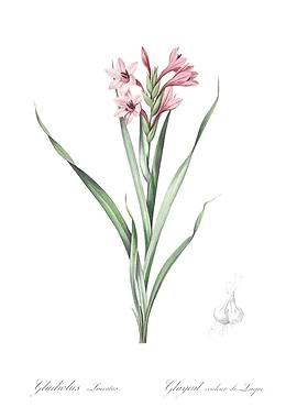 Gladiolus Flower Illustration