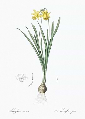 Narcissus Minor Botanical Illustration