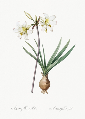 Amaryllis Flower Illustration