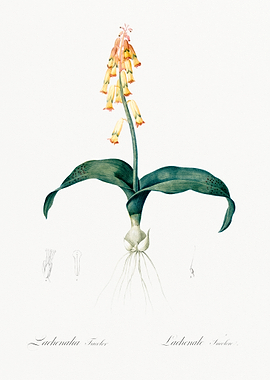 Botanical Illustration of Lachenalia