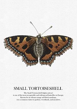 Small Tortoiseshell Butterfly
