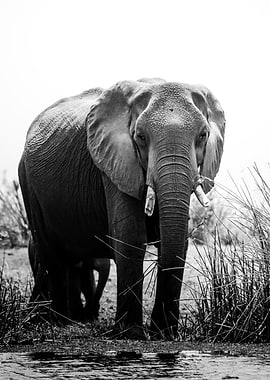 Elephant on River Bank