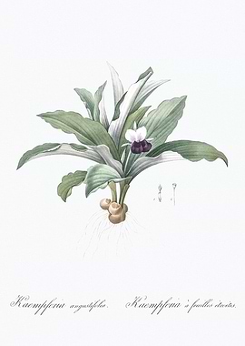 Botanical Illustration of Kaempferia