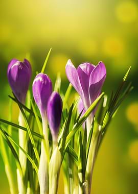 Purple Crocuses in Spring, Art Photography