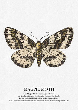 Magpie Moth Illustration