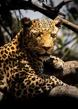 Leopard Face-to-Face