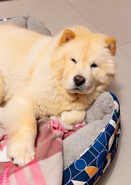 Chow Chow Dog Sleeping