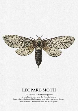 Leopard Moth Illustration