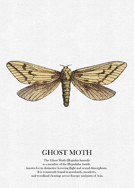 Ghost Moth Illustration