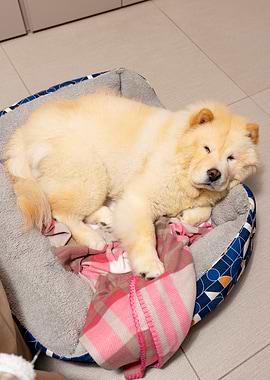 Chow Chow Sleeping in Bed