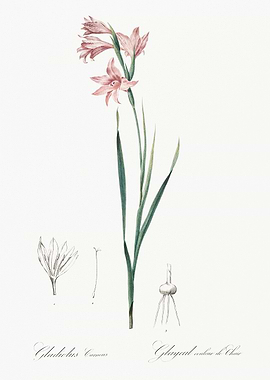 Gladiolus Communis Botanical Illustration