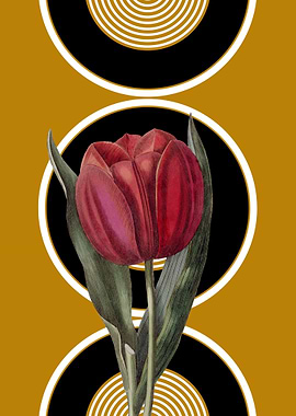 Red Tulip with Geometric Background
