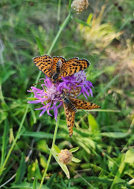 Butterflies on Purple Flower