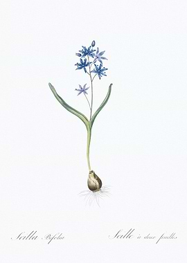 Scilla Bifolia Illustration